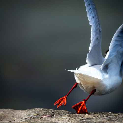 Taube im Abflug