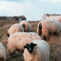 Eine Gruppe an Schafen auf einer Wiesen.